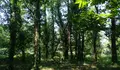Concentración co fin de preservar o bosque do Paraíso