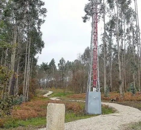 eucaliptos