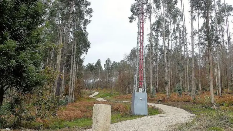 eucaliptos